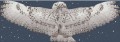 Harry Potter - Hedwig Wing Scarf